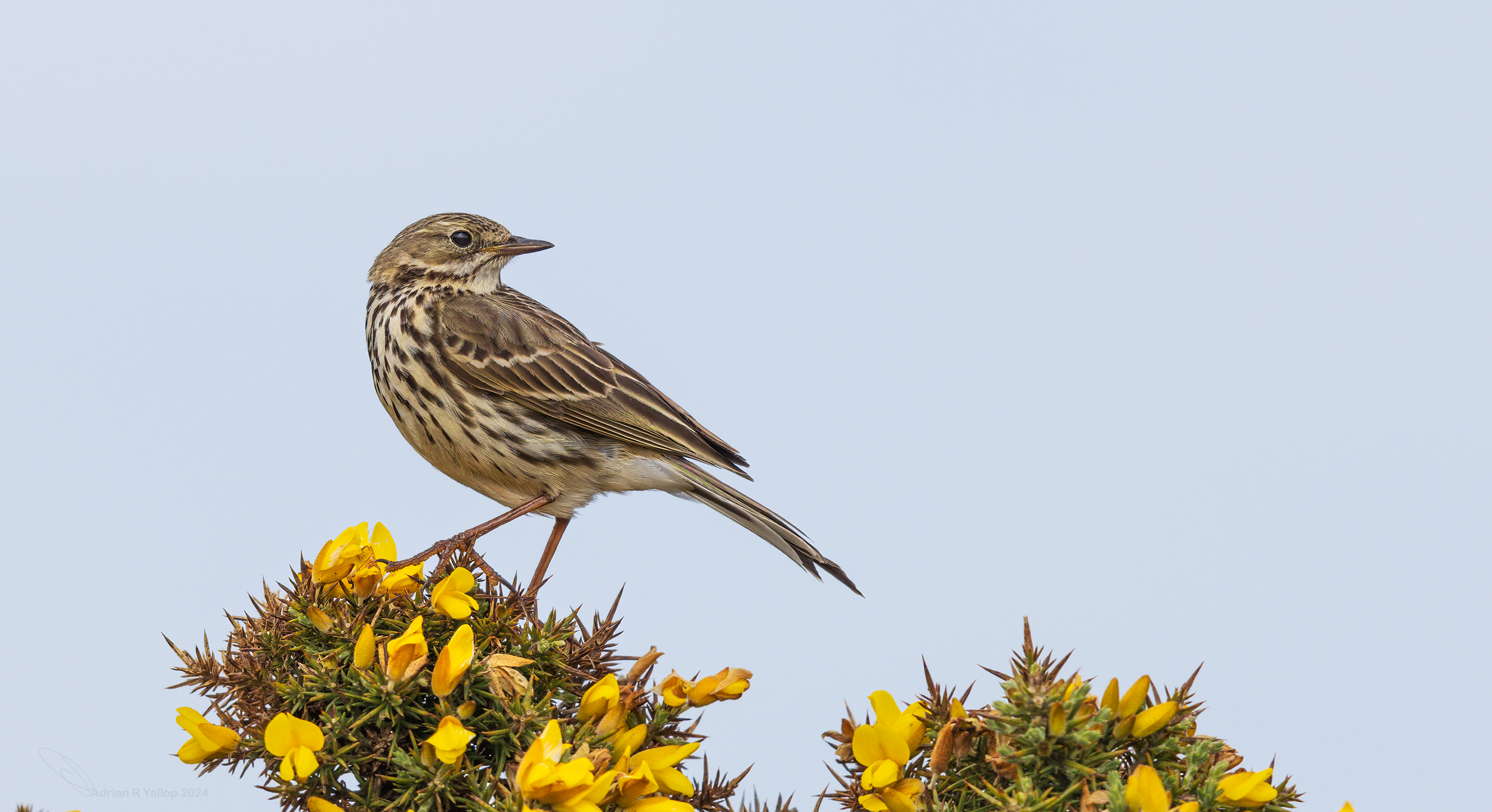Anthus pratensis meadow pipit on a rock